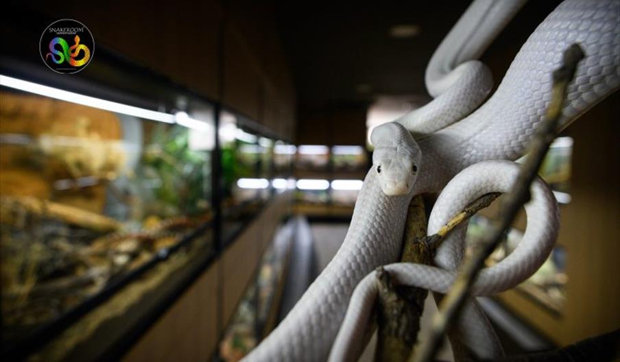 Snakeroom Serpentarium