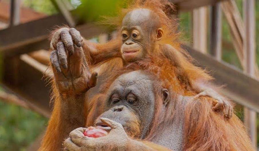 Bioparc Fuengirola
