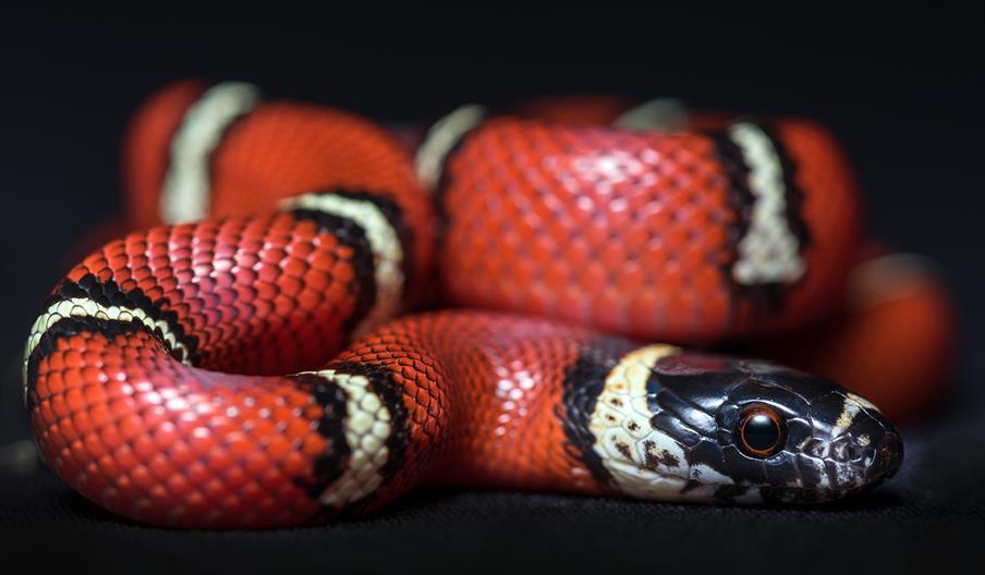 Serpentario Snake Room